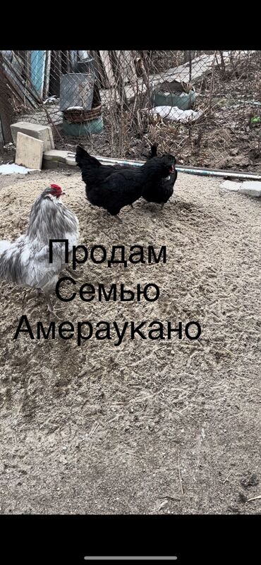 курятник продаю: Продается молодая семья кур. Порода Амераукан . Несут зелёноголубое