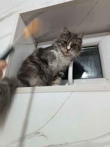 британская короткошерстная кошка золотая шиншилла: Пушистая кошка с длинной шерстью и выразительными янтарными глазами