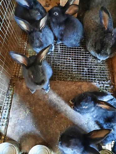 Кролики: Продаю | Крольчата | Племенные — 5