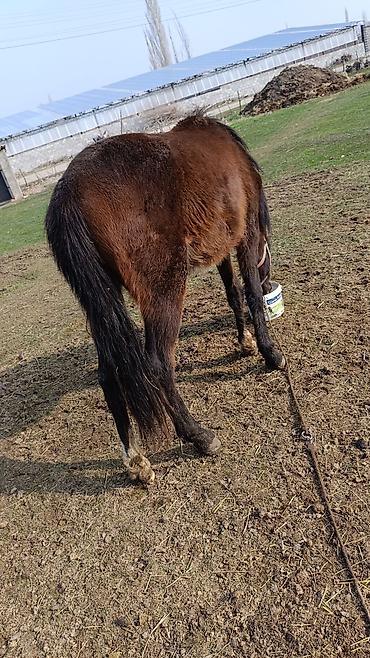 Лошади, кони: Продаю | Жеребенок | Полукровка — 3