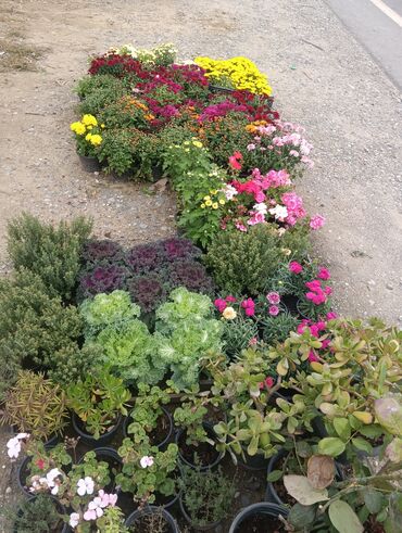 Landşaft işləri: Dekarativ bitgilerin satişi
xan cinar
ekvalit
zeytun — 15