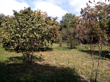 Şitillər: İsmayıllı rayonu diyalli kendinde torpaq sahəsi satilir 10 sot satilir — 9