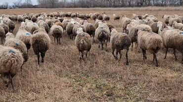 Qoyunlar, qoçlar: Otlaqda otlayan bir sürü qoyun. Qoyunların əksəriyyəti açıq rəngli — 11