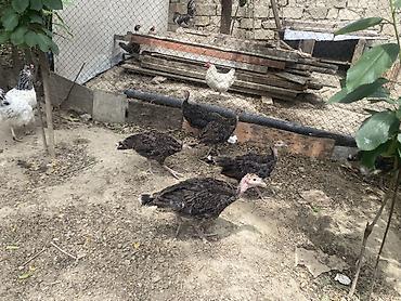 pidbul balası: Salam 2 aylıq 8 ədəd hündüşqa balaları bütün dərmanları verilib hamısı — 2