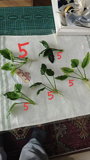 akvarium baligi: Ansistrus, Sülhsevər, Pulsuz çatdırılma — 3