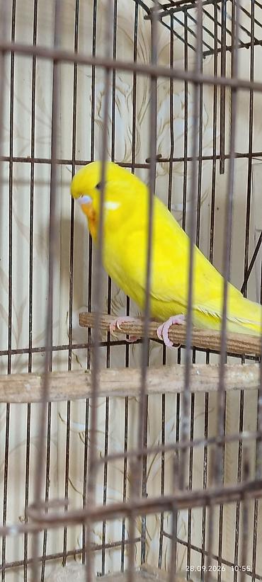 yemler: Məhsul: Sarı dalmaçin papuqay (budgerigar)üç aylıq sarı qaraqoz çex — 2