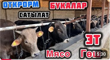 ат баши: Продаю | Бык (самец) | На забой | Привязанные at lalafo.kg ат баши: Продаю | Бык (самец) | На забой | Привязанные