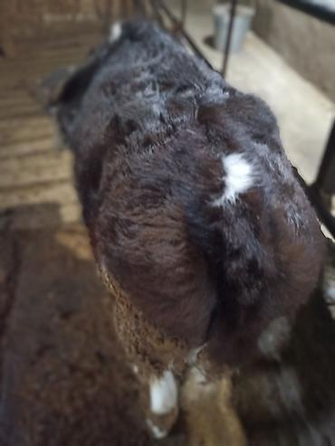 Коровы, быки: Продаю | Бык (самец) — 6