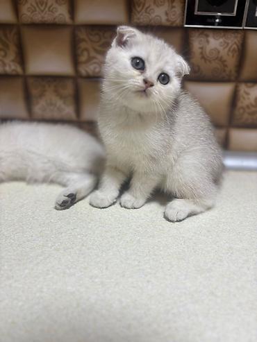 Pişiklər: Britan — 7