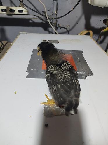 Xoruzlar: Australorp Xarkaov cucelerin
Sifarişi — 5