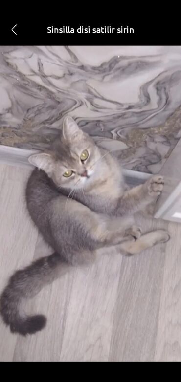 ağ pişik: Şinşilla, Dişi, Yaxşı əllərə, Ünvandan götürmə