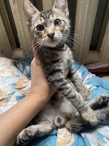 Два полосатых котенка, короткошерстная домашняя кошка, 2,5 месяца