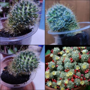 Другой декор и предметы интерьера: Распродажа Денежное дерево, толстянка, Поливать 1-2 раза в неделю — 13