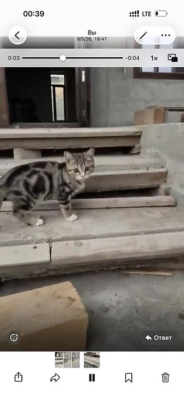 где продаются котята: Кошка даром: Скотиш Страйт (Шотландская прямоухая), 4 месяца, Мальчик — 1