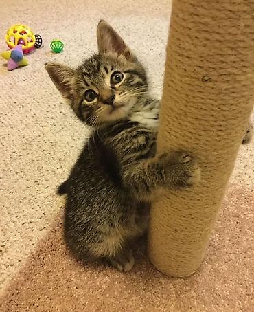 🐱❤️ Малыши в поисках дома! Посмотрите на эти мордашки — каждому из них