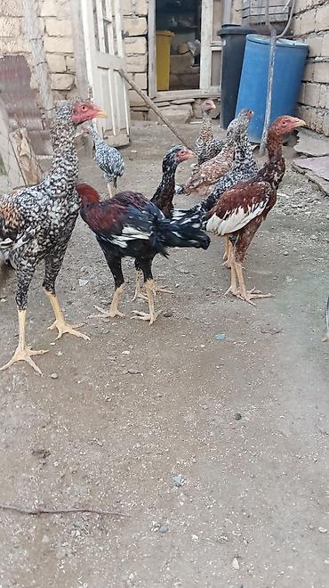 pon pon toyuqlari: Pileymut heyratılar 5 aylıqdırlar beceler 50 manat fereler 40 manat — 6