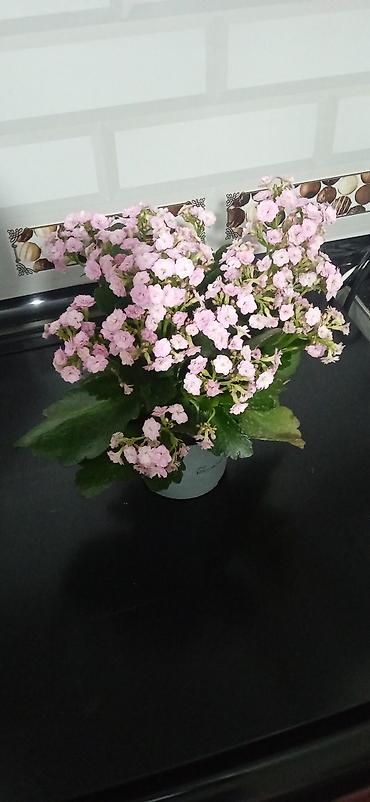 каланхоэ: Каланхоэ Каландива в горшке - Компактный куст с пышными соцветиями — 3