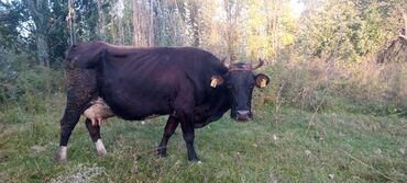трактор 82 1 беларус: Продаю | Корова (самка) | Для молока | Стельные, После отела