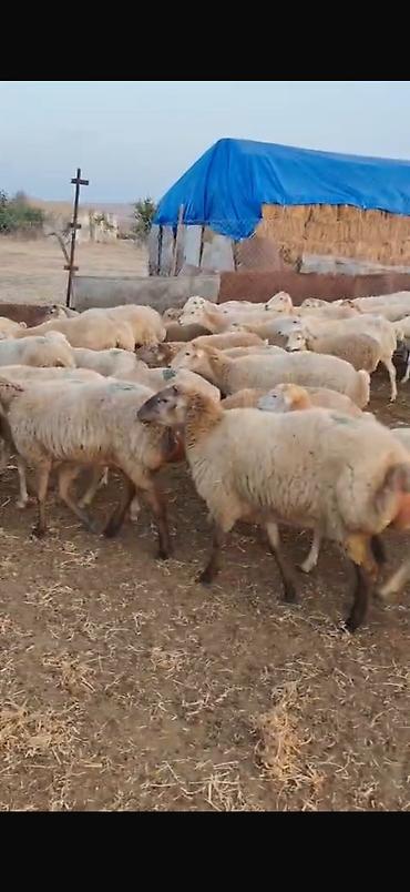 qoyun yanıbala: 🐑 210 baş qoyun, quzu və keçi satılır Ümumi 210 başdır. İçərisində — 8
