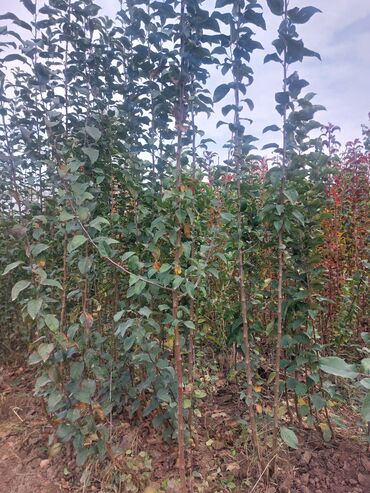 Tinglər: Məhsul: Armud tingləri və meyvəlik ağaclar - Növ: Armud (şəkildə — 15