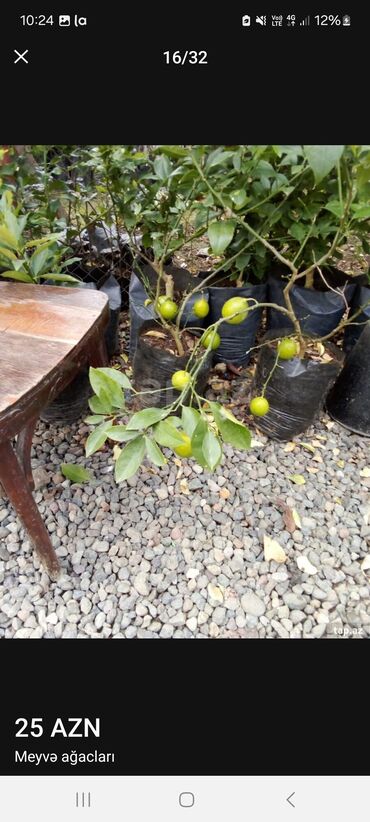 Tinglər: Müxtəlif dekorativ və meyvə ağaclarının tingləri. • Xurma-narıngi — 17