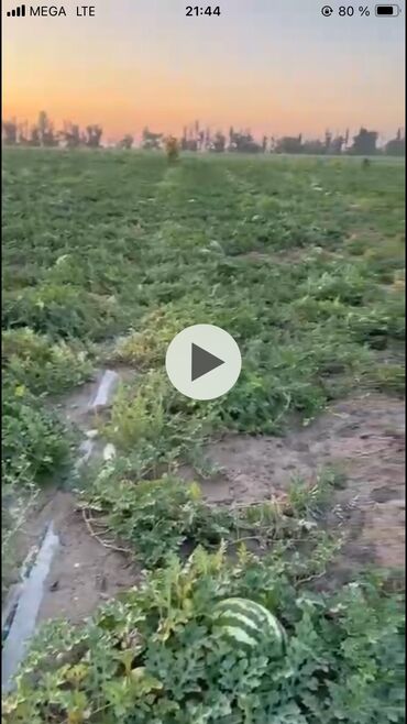 молочный оборудование: Арбузы Оптом, Самовывоз