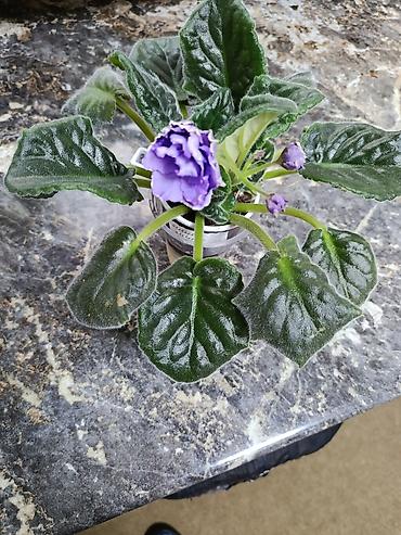 Фиалки и глоксинии: Сортовые фиалки С зелёными цветами по 350 С цветочками по 300с Без — 1