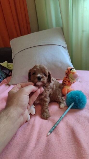 Psi: Cavapoo f1 stenci, otac toy red dark boja, majka king carls cavalier na lalafo.rs — 9 Psi: Cavapoo f1 stenci, otac toy red dark boja, majka king carls cavalier — 9