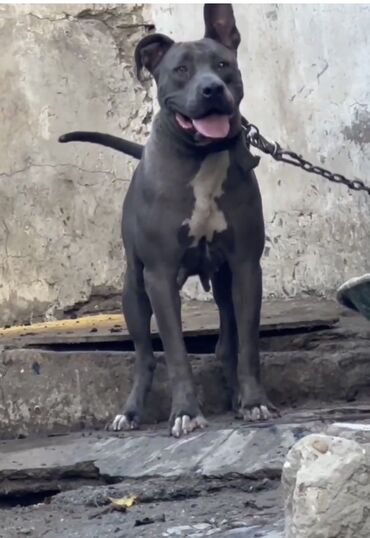 питбуль: Pitbul, 2 il, Dişi, Peyvəndli