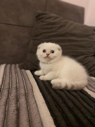 Кошки: Шотландская вислоухая — 6