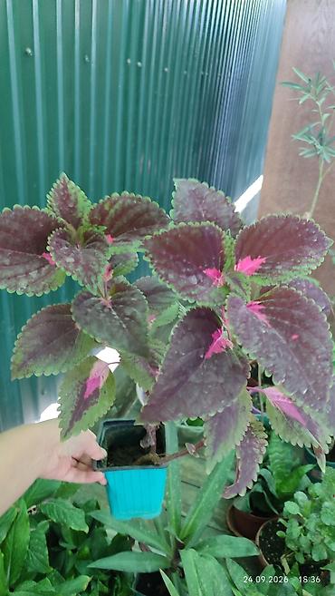 Молочаи: Горшечные комнатные растения: 1) Молочай миля (Euphorbia milii — 11