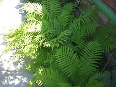 Другие садовые цветы и кустарники: Садовые растения - кустарники ( вейгела пестролистная, рябинник — 23