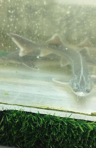 Аквариумы: Мы находимся а Беловодске! Аквариумные рыбки! черепахи тритоны !!!! — 14