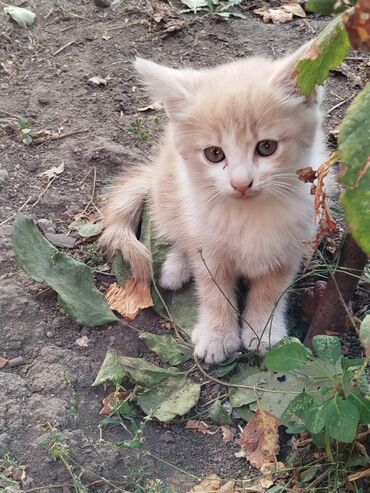 отдам щенка в хорошие руки бесплатно: Девочка, Приучена к лотку