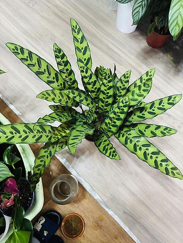 Калатея ланцетовидная (Calathea lancifolia, Rattlesnake Plant)