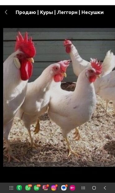 оборудование для корма: Куплю кур несушек 30 шт от 7 месяцев