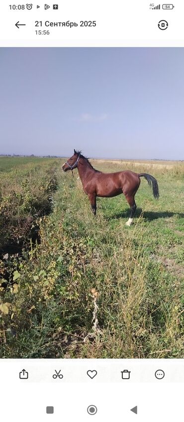 продам домик для кошки: Продаю | Жеребец | Рабочий