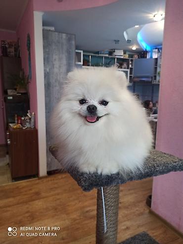 Вязка собак: Шпиц Померанский, Предлагается для вязки, не продается! Даёт — 8