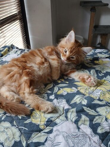 Mačke: Mace dugodlake – leglo prelepih mačića - Tip: kućne mačke dugodlake — 10