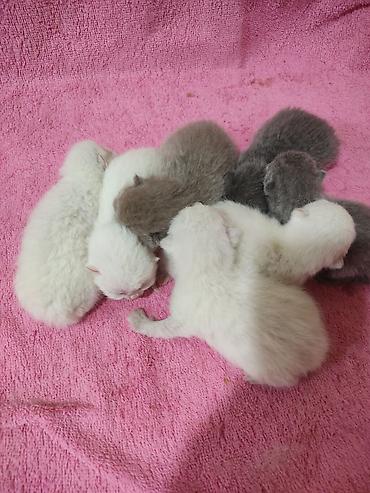 Pişiklər: Britan -da lalafo.az — 2 Pişiklər: Britan — 2