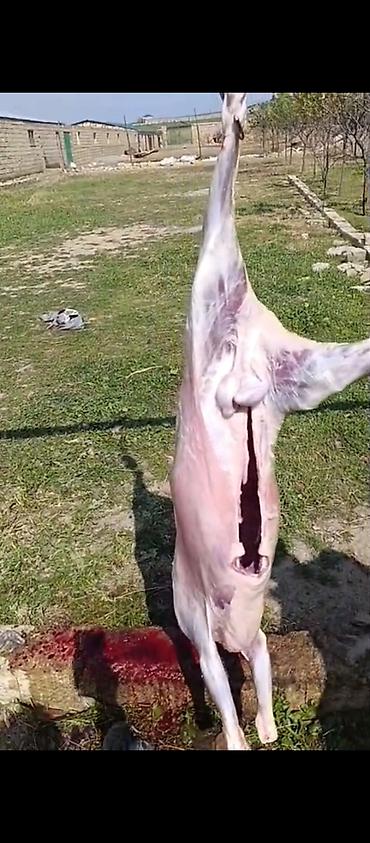 kirpi eti satışı: Quzu kəsimi və təmizlənmiş ət - Yerli təsərrüfatda yetişdirilən — 1