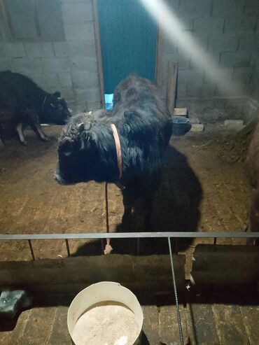 Коровы, быки: Продаю | Музоо, торпок | Полукровка | На откорм | Привязанные — 10