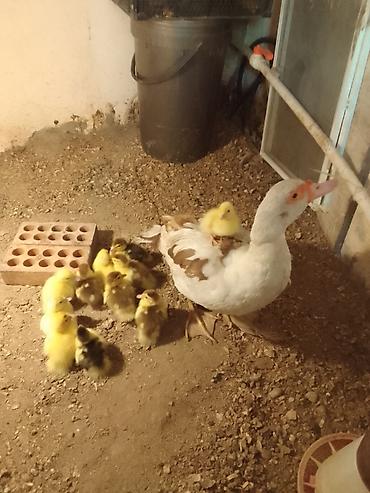 Ördəklər: Dişi, | Lal ördək, Ətlik, Ünvandan götürmə — 4
