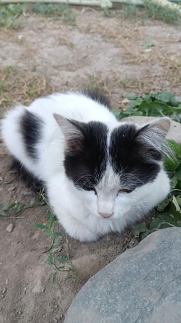 Находка и пропажа кошек: Пропала : Беспородная, Девочка, Белый — 9