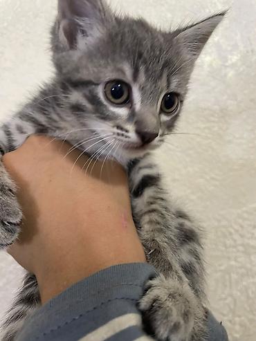 Продажа кошек: Котёнок, тигровый окрас (серо-чёрная полосатая шёрстка) — 5