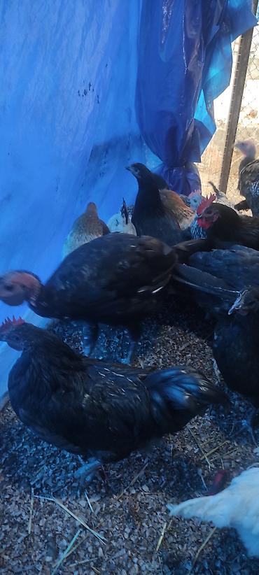 qus qefesi: Hinduşka kanada bunların erkəyi 15-20 kq et verir yaxşı baxıldıqda 4 — 9
