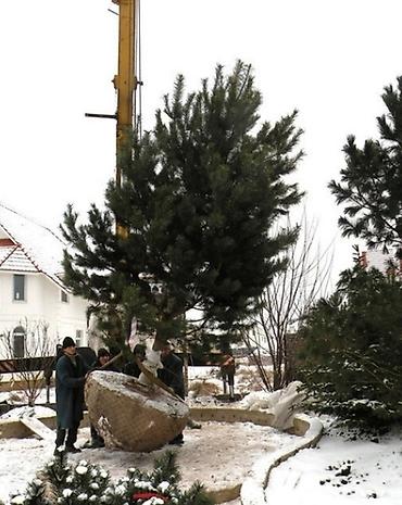 Другие услуги: Услуги посадок Зимой! Елей и Туй. Хвоников одним словом Ландшафтный — 5