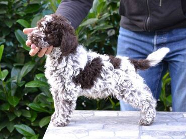 Psi: Lagotto Romagnolo štenci Odgajivačnica "Bellgotto" 7522 sa — 1