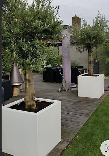 Bitkilər üçün dibçəklər: Dibcekler — 1