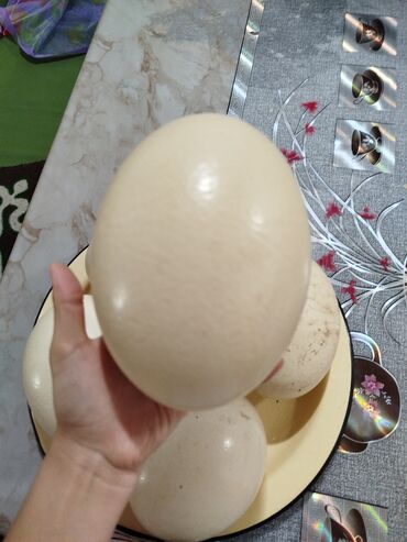 домашние жумуртка: Продаëтся страусиное яйцо цена договорная